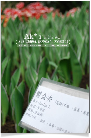 杉林溪鬱金香花季》杉林溪遊樂區～杉林溪鬱金香花季