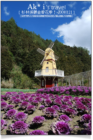 杉林溪鬱金香花季》杉林溪遊樂區～杉林溪鬱金香花季