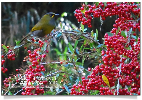 杉林溪鬱金香花季》杉林溪遊樂區～杉林溪鬱金香花季