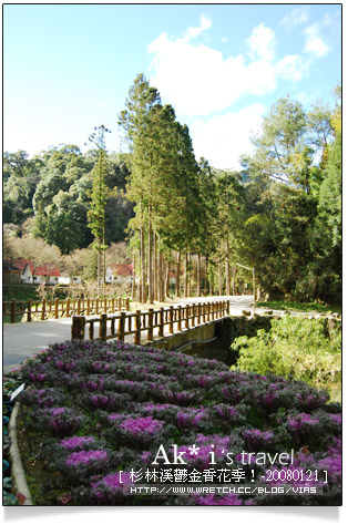 杉林溪鬱金香花季》杉林溪遊樂區～杉林溪鬱金香花季