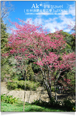 杉林溪鬱金香花季》杉林溪遊樂區～杉林溪鬱金香花季