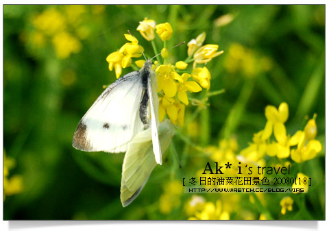 油菜花田花海》南投～遇見田野中的油菜花田