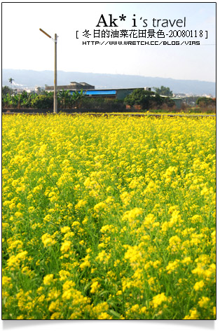 油菜花田花海》南投～遇見田野中的油菜花田