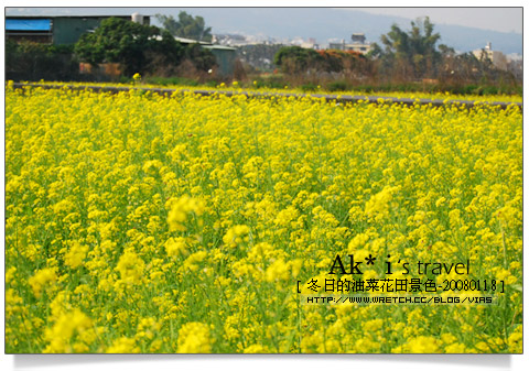 油菜花田花海》南投～遇見田野中的油菜花田