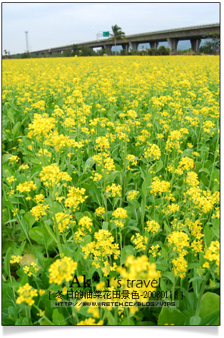 油菜花田花海》南投～遇見田野中的油菜花田