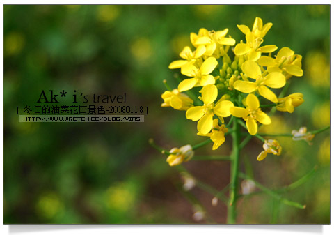 油菜花田花海》南投～遇見田野中的油菜花田