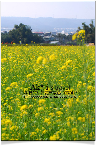 油菜花田花海》南投～遇見田野中的油菜花田