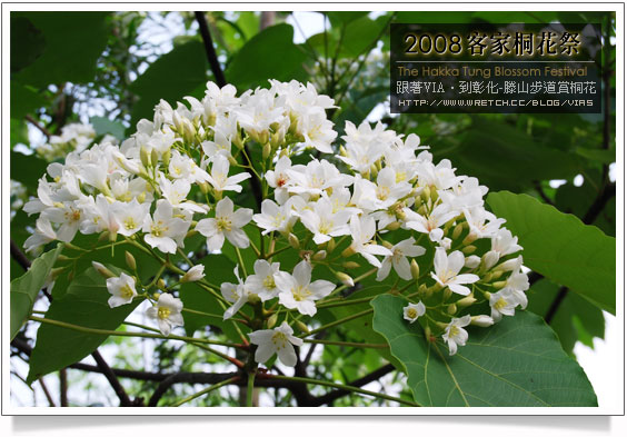 彰化油桐花賞桐》八卦山藤山步道～客家桐花祭季賞花步道