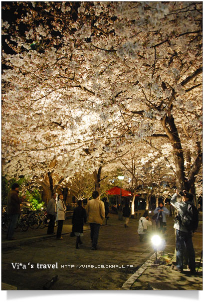 京都賞櫻》京都賞夜櫻～衹園白川通夜櫻篇