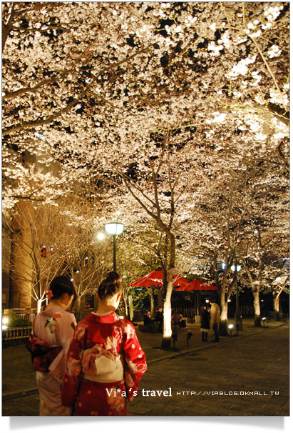 京都賞櫻》京都賞夜櫻～衹園白川通夜櫻篇