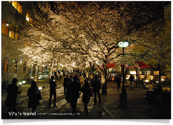 京都賞櫻》京都賞夜櫻～衹園白川通夜櫻篇