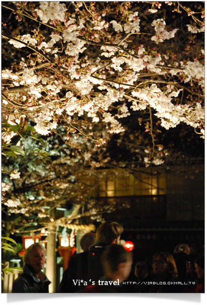 京都賞櫻》京都賞夜櫻～衹園白川通夜櫻篇