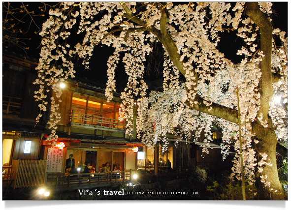 京都賞櫻》京都賞夜櫻～衹園白川通夜櫻篇