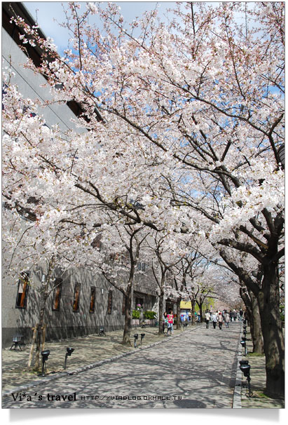 京都賞櫻》京都賞櫻景點～衹園新橋白川通賞櫻－白天篇