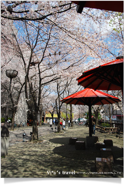 京都賞櫻》京都賞櫻景點～衹園新橋白川通賞櫻－白天篇