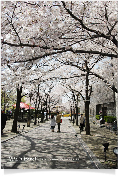 京都賞櫻》京都賞櫻景點～衹園新橋白川通賞櫻－白天篇