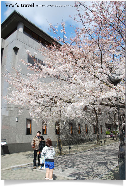 京都賞櫻》京都賞櫻景點～衹園新橋白川通賞櫻－白天篇