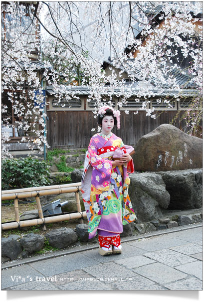 京都賞櫻》京都賞櫻景點～衹園新橋白川通賞櫻－白天篇