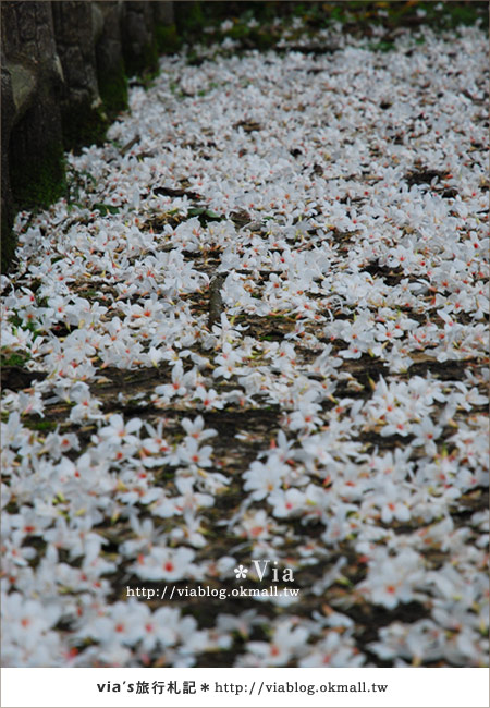 【宜蘭桐花】下一站幸福～花田村就在宜蘭縣枕山村