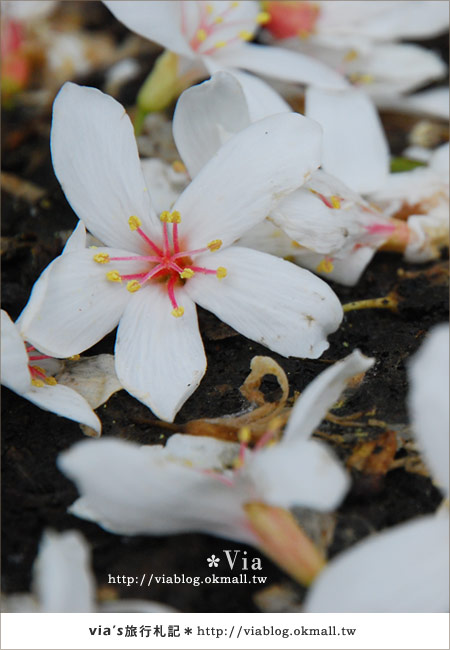 【宜蘭桐花】下一站幸福～花田村就在宜蘭縣枕山村