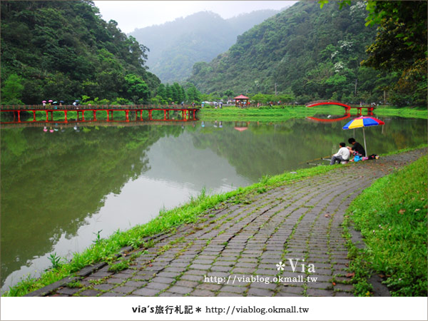 【宜蘭桐花】下一站幸福～花田村就在宜蘭縣枕山村