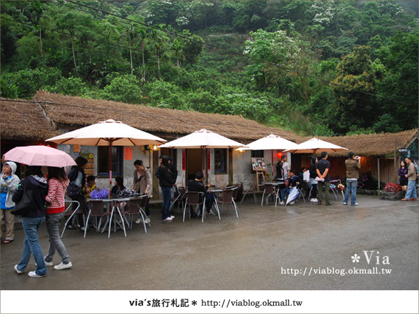 【宜蘭桐花】下一站幸福～花田村就在宜蘭縣枕山村