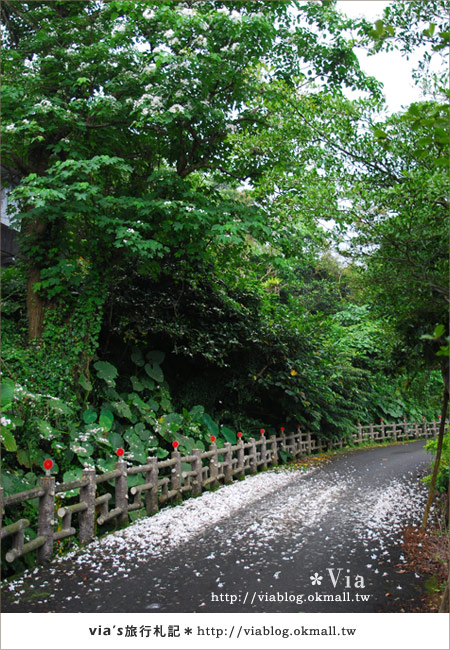 【宜蘭桐花】下一站幸福～花田村就在宜蘭縣枕山村