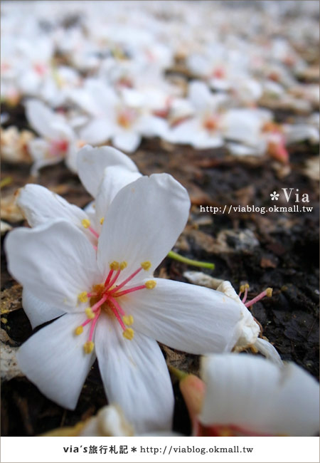 【宜蘭桐花】下一站幸福～花田村就在宜蘭縣枕山村