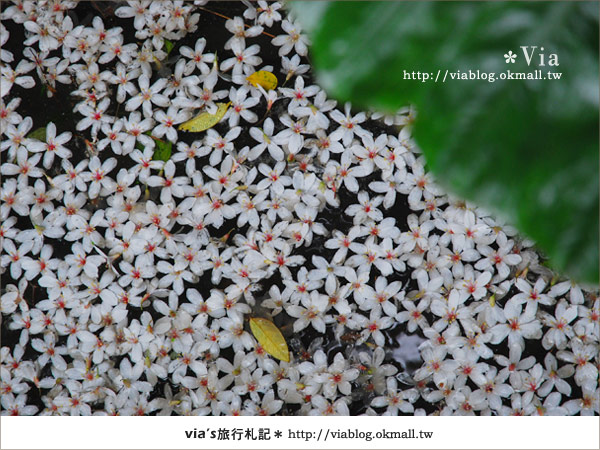 【宜蘭桐花】下一站幸福～花田村就在宜蘭縣枕山村