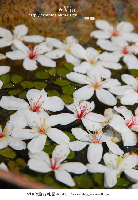 彰化客家桐花季》挑水古道桐花～熱呼呼的最新花況！