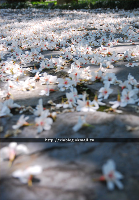 【2010客家桐花祭】南投客家桐花祭～牛耳石雕藝術村賞桐花