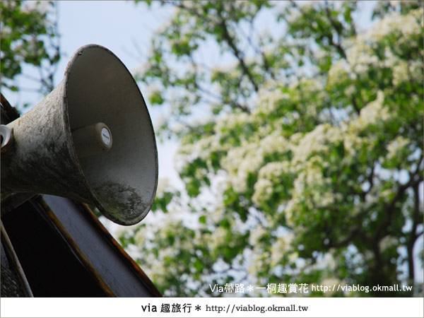 新竹桐花季》推薦賞桐必去景點～歇心茶樓