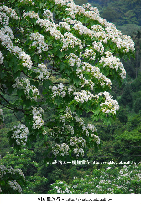 新竹桐花季》推薦賞桐必去景點～歇心茶樓