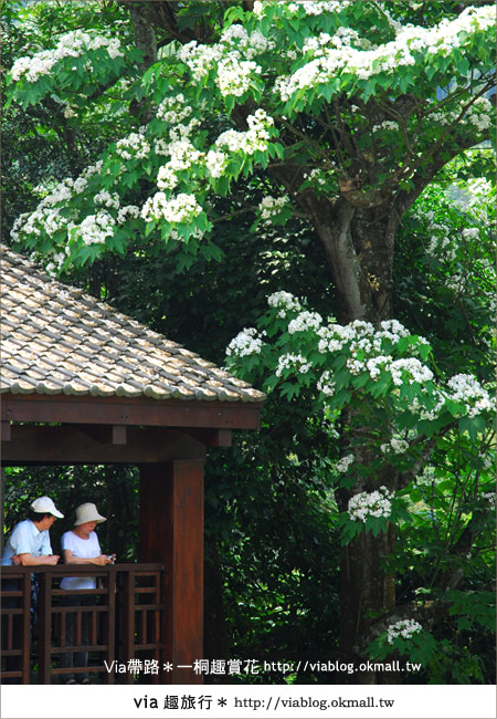 新竹桐花季》推薦賞桐必去景點～歇心茶樓