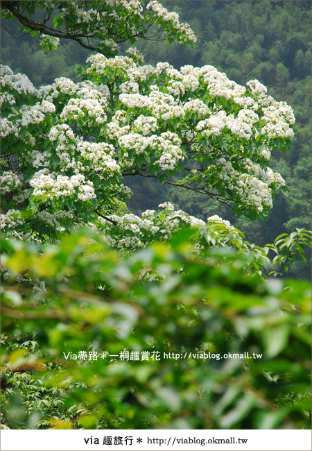 新竹桐花季》推薦賞桐必去景點～歇心茶樓