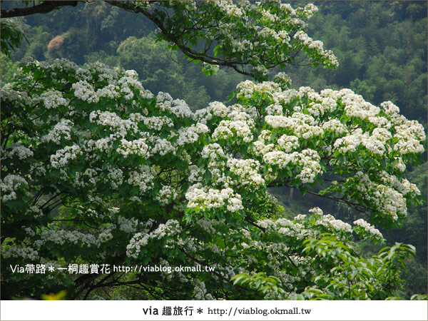 新竹桐花季》推薦賞桐必去景點～歇心茶樓