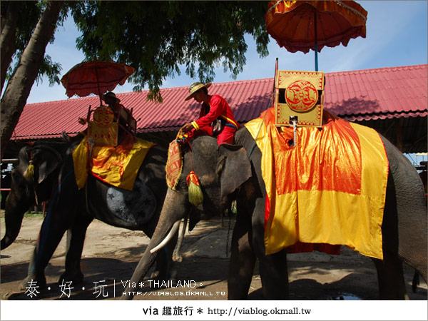 【泰國旅遊】大城騎大象之旅～漫遊在古城之中的小旅行