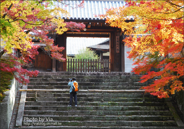 Via京都賞楓》Day2●京都曼殊院、圓光寺、北野天滿宮賞楓趣