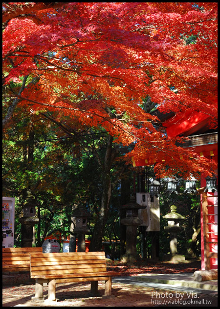 【京阪神自由行】關西賞楓懶人包！大阪、京都、奈良｜Via的紅葉美景全記錄♥ （目前收集28個，持續更新中）