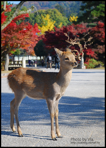 Via京都賞楓》Day3●紅通通的奈良～春日大社及東大寺