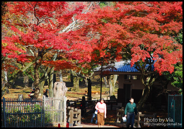 【京阪神自由行】關西賞楓懶人包！大阪、京都、奈良｜Via的紅葉美景全記錄♥ （目前收集28個，持續更新中）