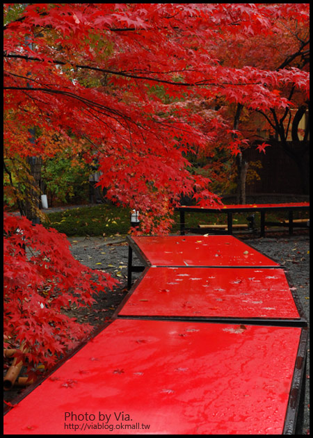 Via京都賞楓》Day4●此行最美的楓紅在南禪寺及永觀堂