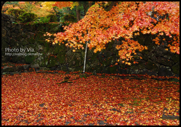 Via京都賞楓》Day4●此行最美的楓紅在南禪寺及永觀堂