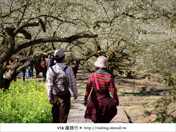 信義賞梅》賞梅一日遊～烏松崙森林渡假營賞梅＋信義鄉農會