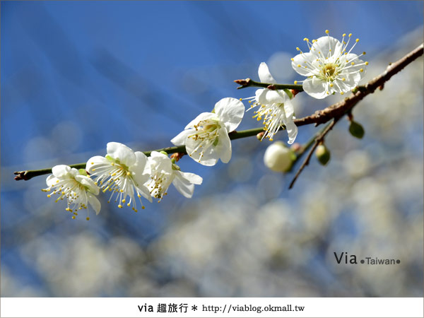 信義賞梅》賞梅一日遊～烏松崙森林渡假營賞梅＋信義鄉農會