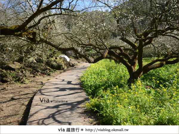 信義賞梅》賞梅一日遊～烏松崙森林渡假營賞梅＋信義鄉農會