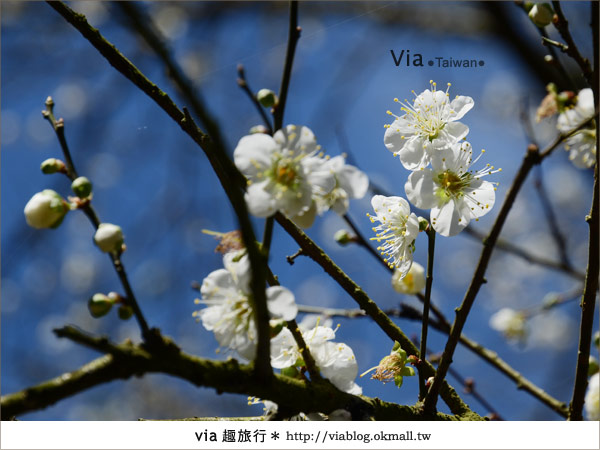 信義賞梅》賞梅一日遊～烏松崙森林渡假營賞梅＋信義鄉農會