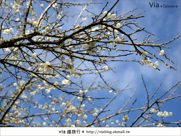 信義賞梅》賞梅一日遊～烏松崙森林渡假營賞梅＋信義鄉農會