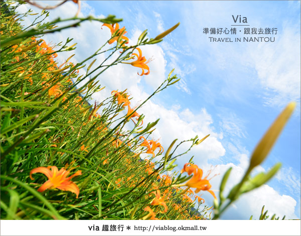 日月潭金針花》什麼?會跳舞的金針花,就在南投日月潭!!! 日月潭金針花》什麼?會跳舞的金針花,就在南投日月潭!!!