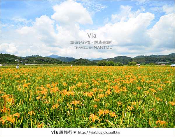 日月潭金針花》什麼?會跳舞的金針花,就在南投日月潭!!! 日月潭金針花》什麼?會跳舞的金針花,就在南投日月潭!!!
